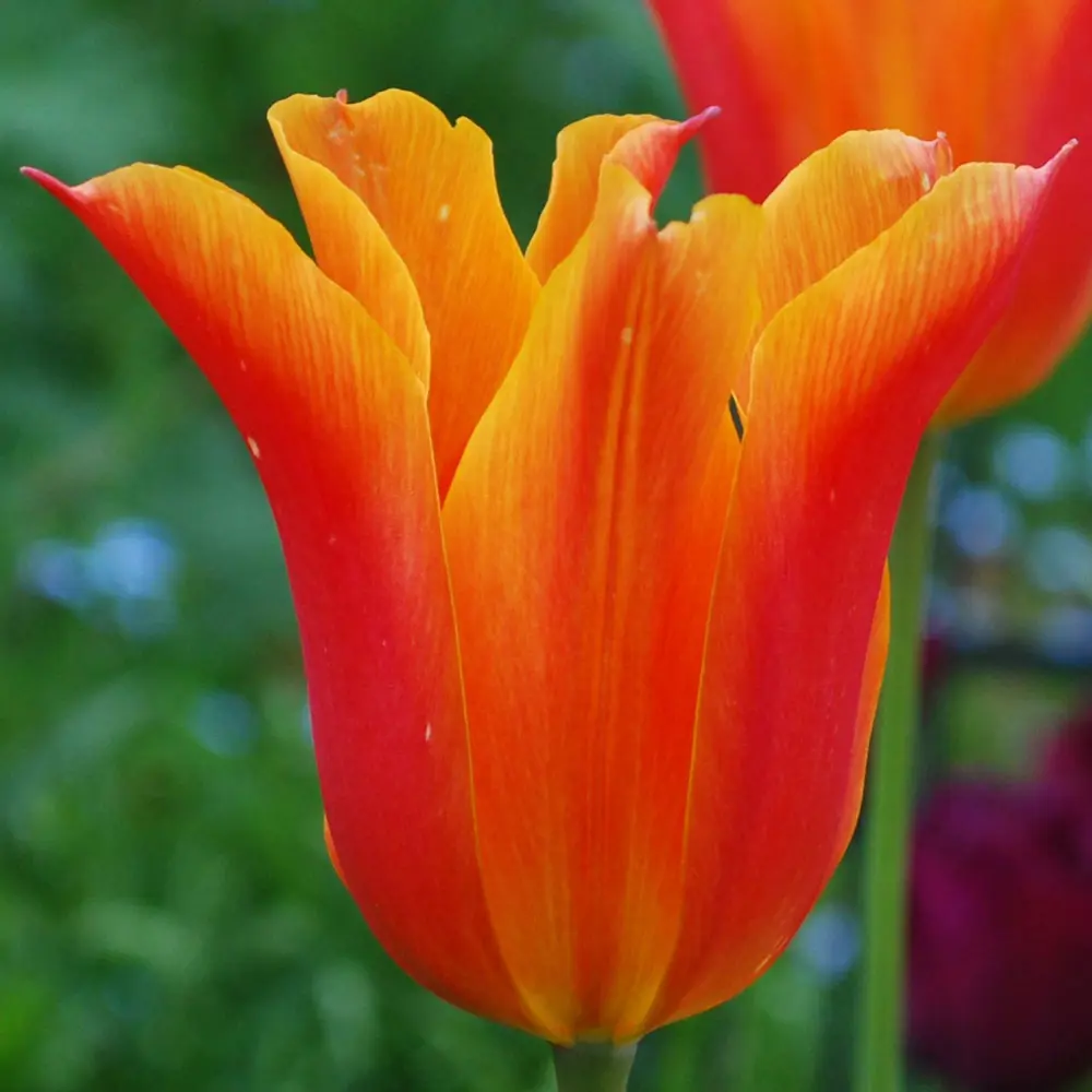 Тюльпан Ballerina GEOLIA 10 шт/9 18659031 STLM-2187627 