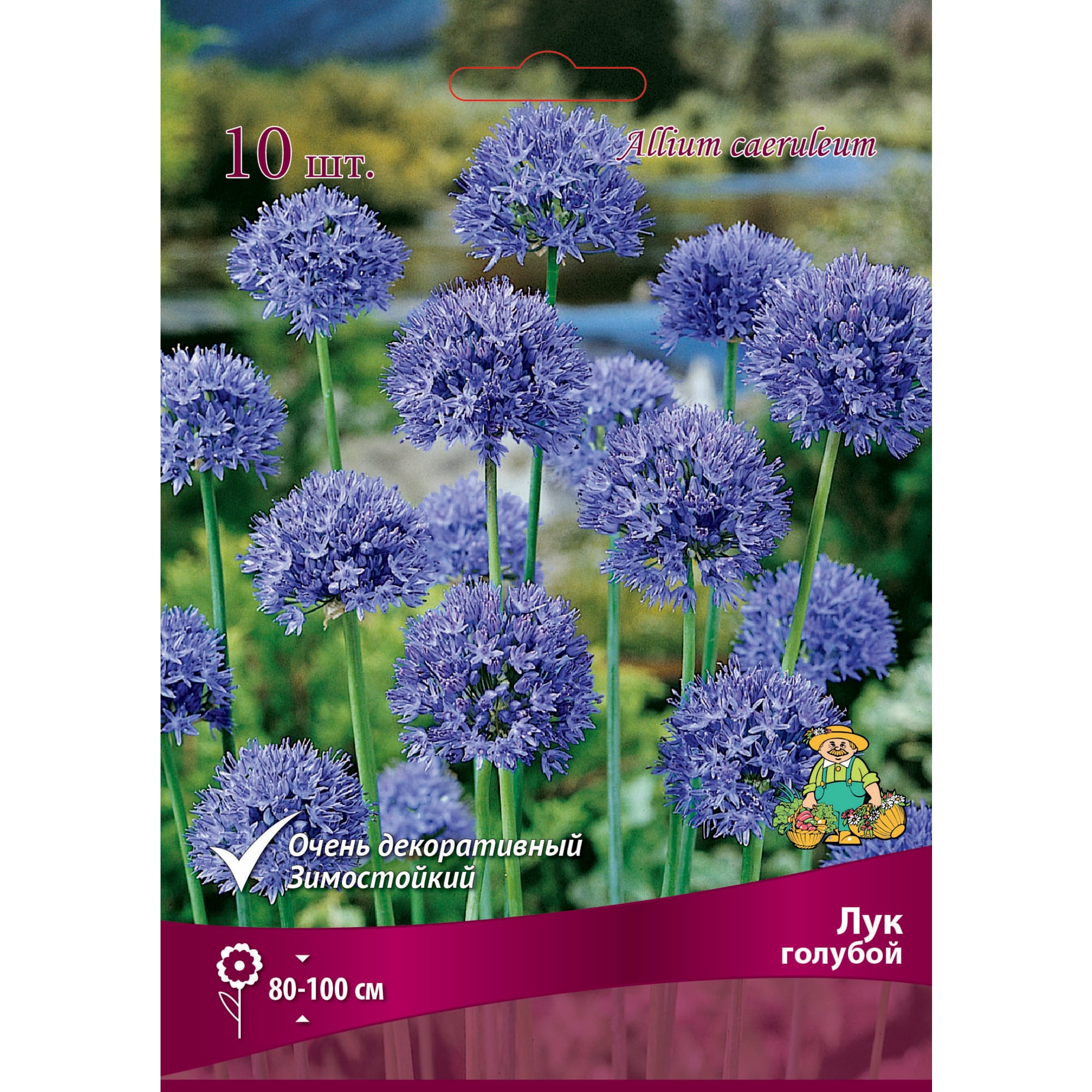 Лук Голубой луковица 4/5, 10 шт Santreyd 88294919