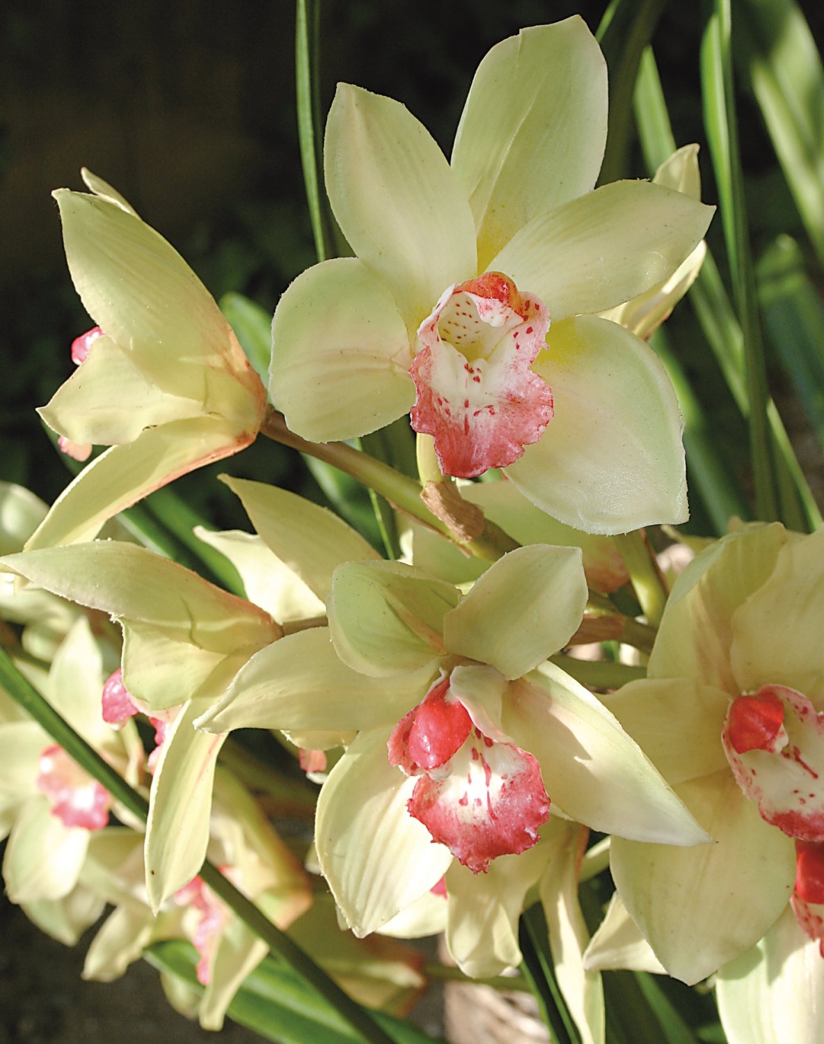 2813 805 a3 Пластиковая орхидея цимбидиум, горшок, 130 см, real touch, зелено-розовый H-andreas  - Вид №1