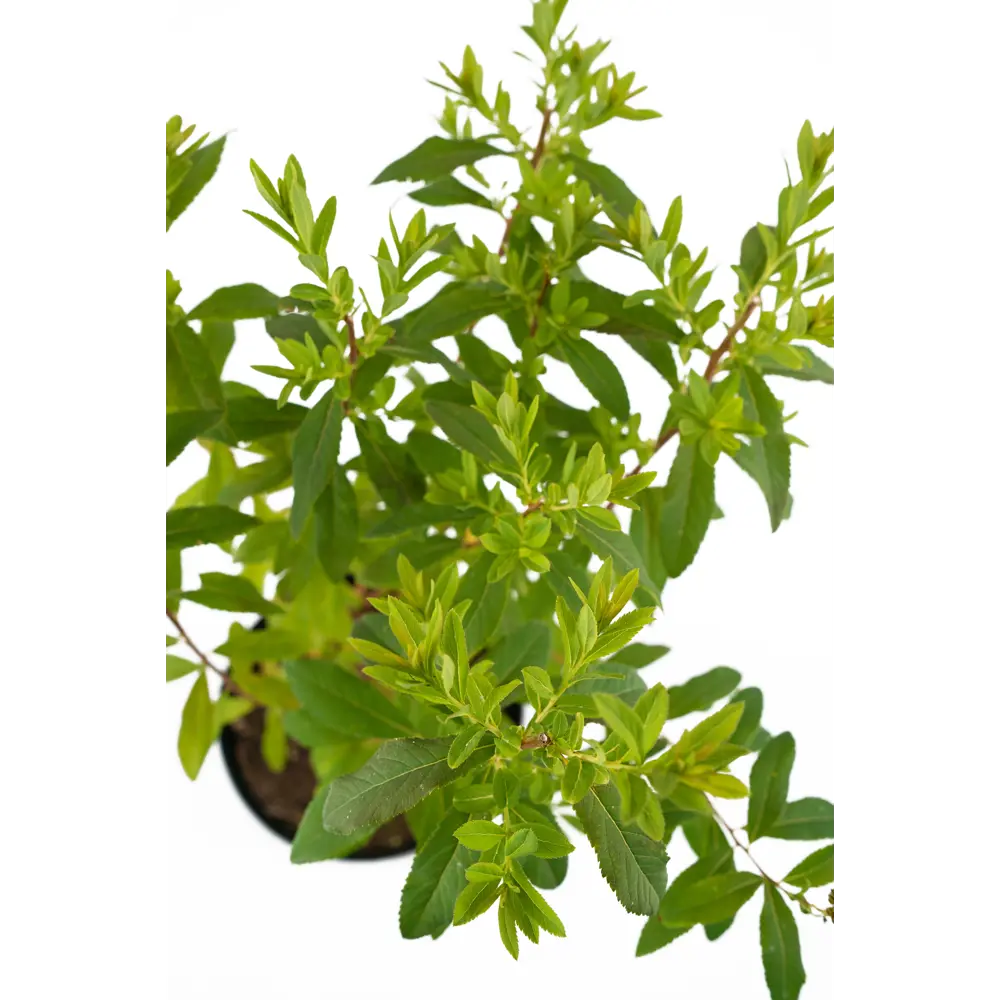 Спирея иволистная Alba от Santreyd — элегантный цветущий кустарник для сада 85292559 STLM-0965465 - Вид №3