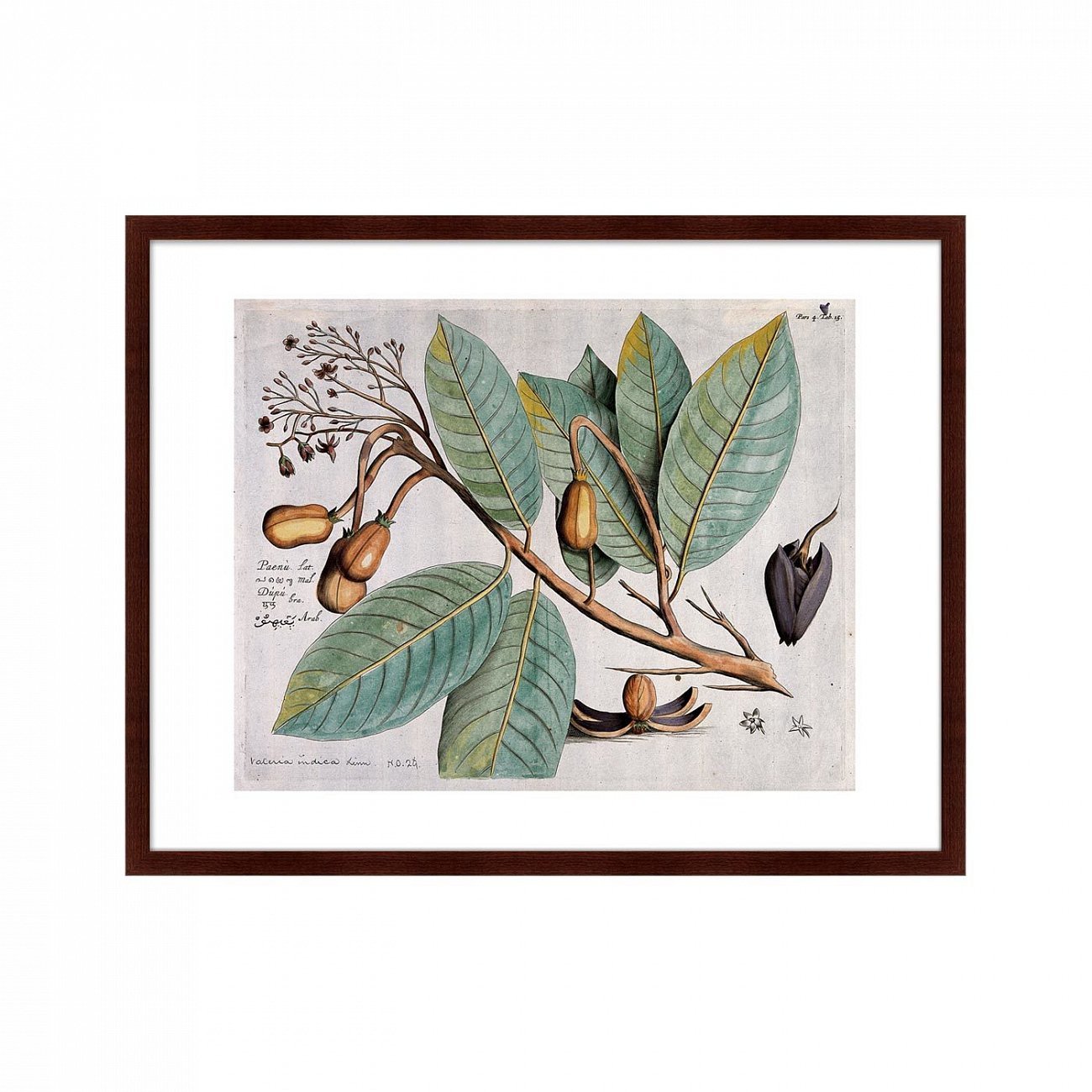 Картина: Exotic plants of the world №5, 1815г. КАРТИНЫ В КВАРТИРУ  264358 Разноцветный  - Вид №1