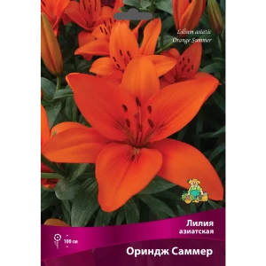 Лилии азиатские Ориндж Саммер луковица 16/18 83597455 STLM-2018174