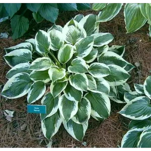 Хоста Патриот луковицы 1