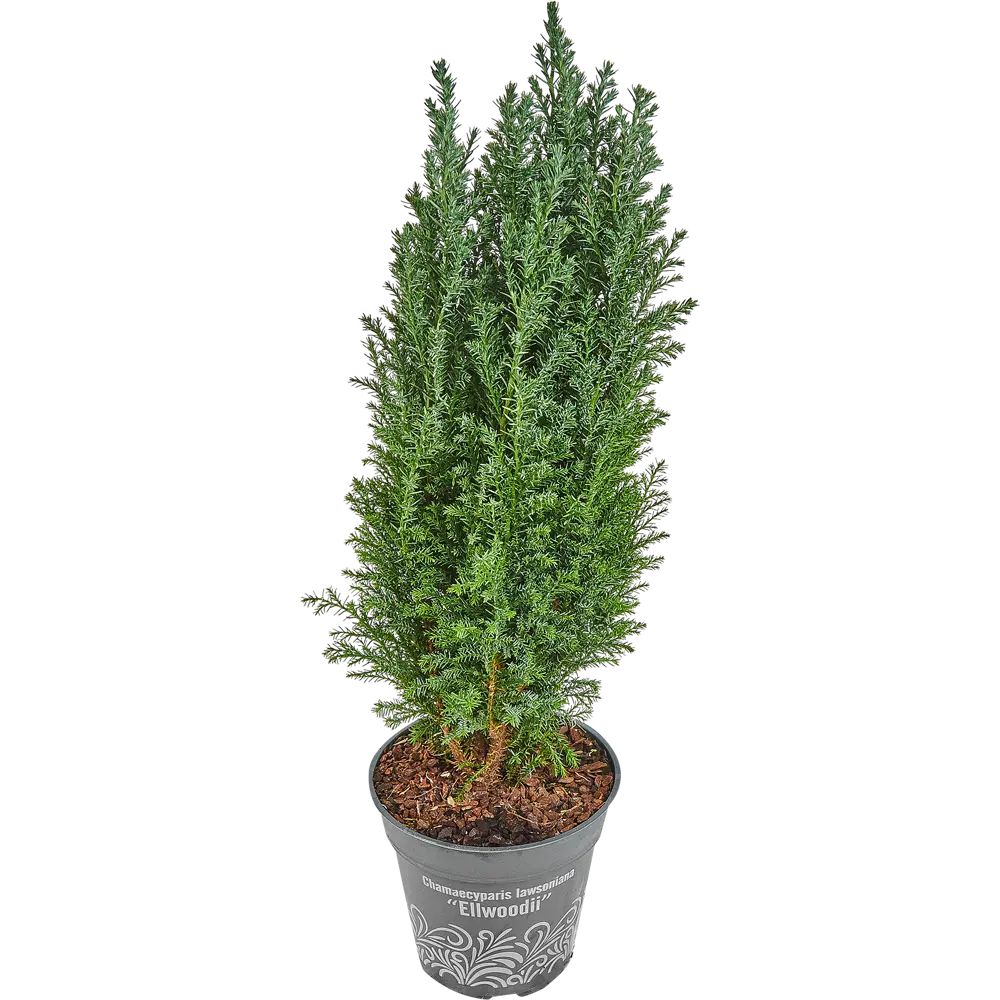 Кипарисовик в джуте с игрушкой 13x50-55 см 2 цвета 82769610 STLM-2096460 Santreyd  - Вид №1