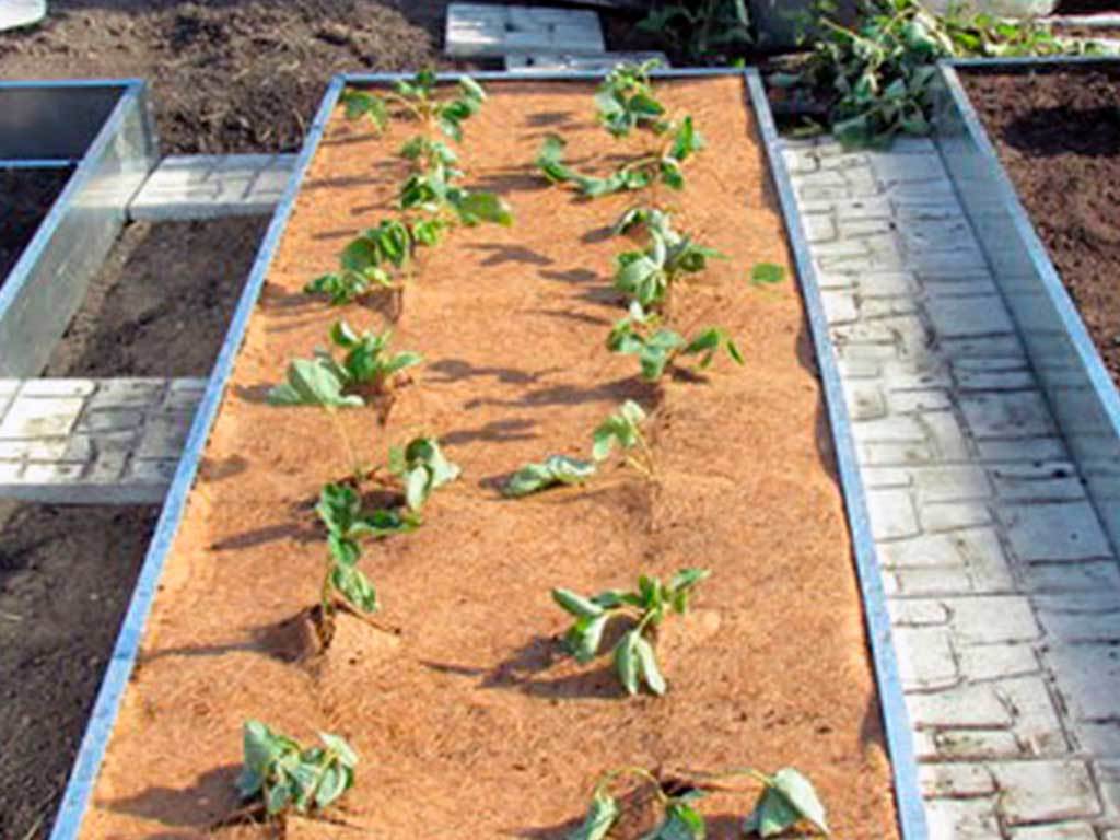 Мульча кокосовая Мульчаграм 0,75x3 м ГеоПластБорд GPBST-235 - Вид №7