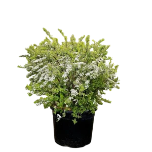 Спирея серая Грефшейм ø38 h40 - 50 см