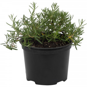 82219526 Розмарин лекарственный «Простратус» 1.5 л h15 см
