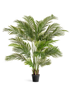 10.071922N Пальма Арека Хризалидокарпус Цветочная коллекция