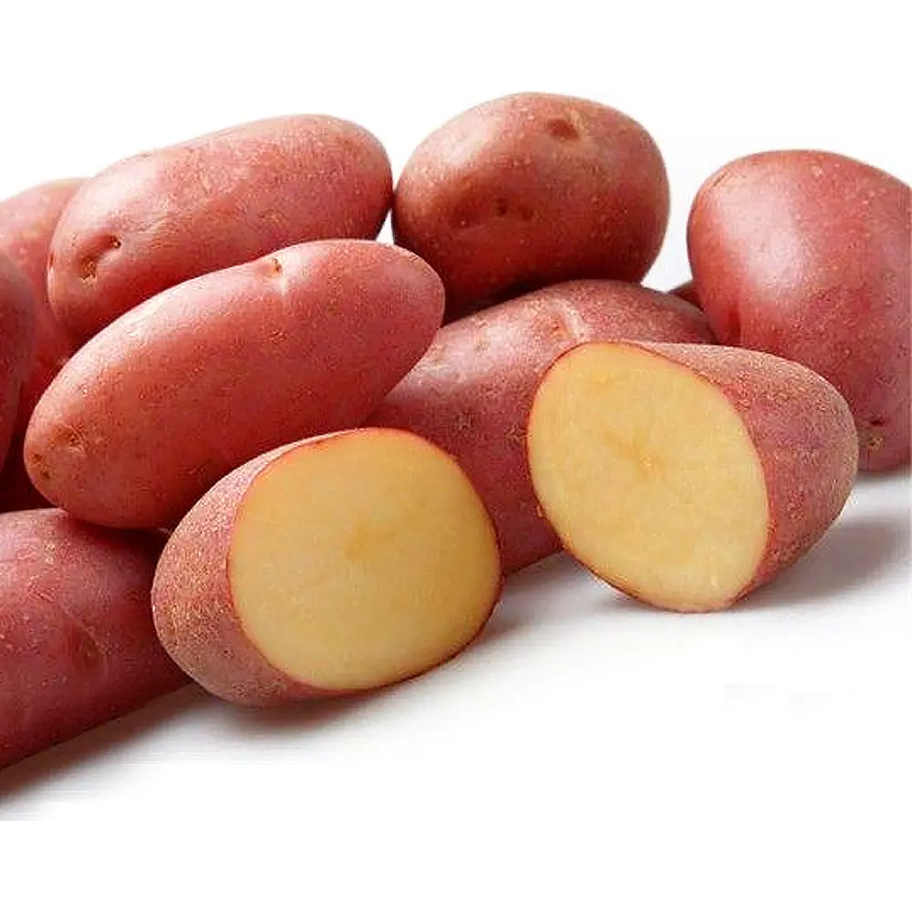 Семена Картофель семенной «Ред Скарлет» 2 кг Santreyd STLM-2094352 - Вид №1