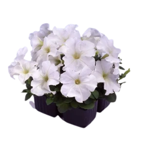 Петуния Кустовая h6 см кассета 4 шт. 88314190 STLM-2103590
