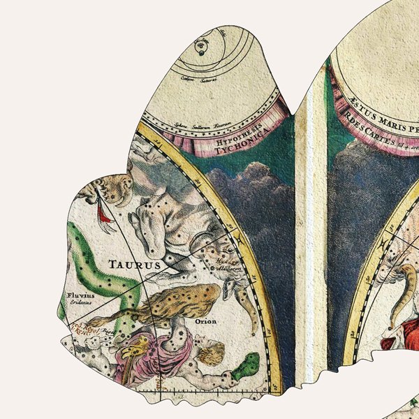 Картина: Esse quam videri, хамелеон, 2016г КАРТИНЫ В КВАРТИРУ  093608 Разноцветный  - Вид №2