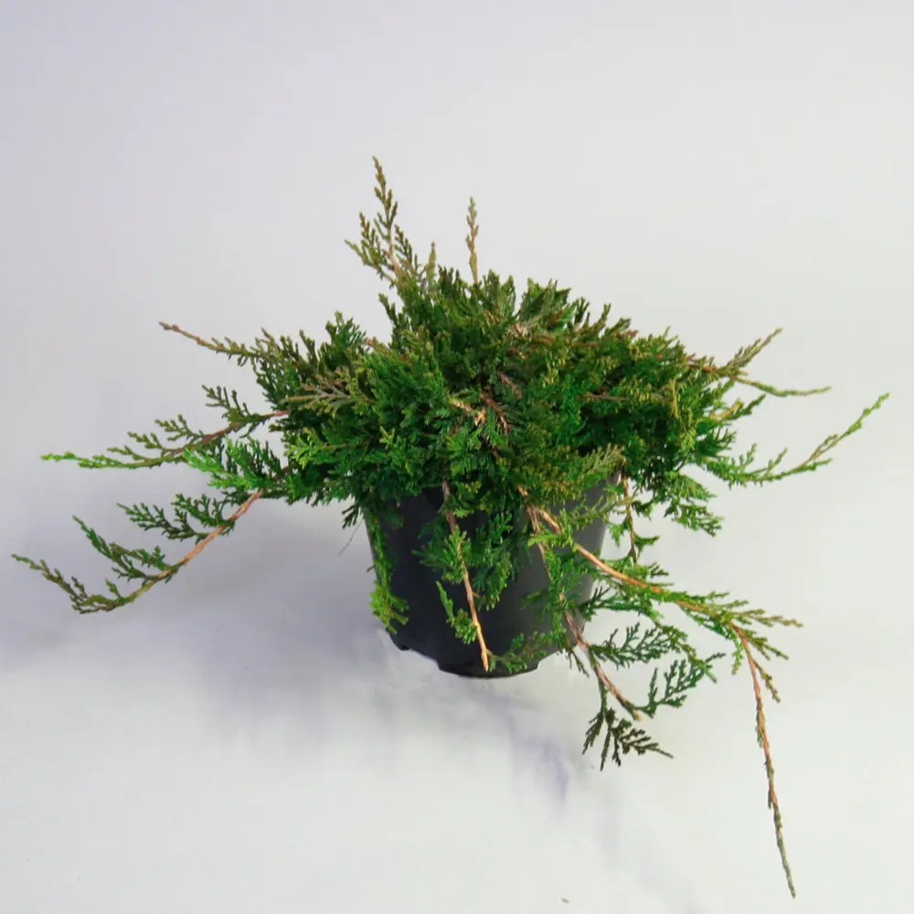 Можжевельник горизонтальный Вилтони ø15 h35 см 84834021 STLM-2006094 PLANTMARKET  - Вид №3