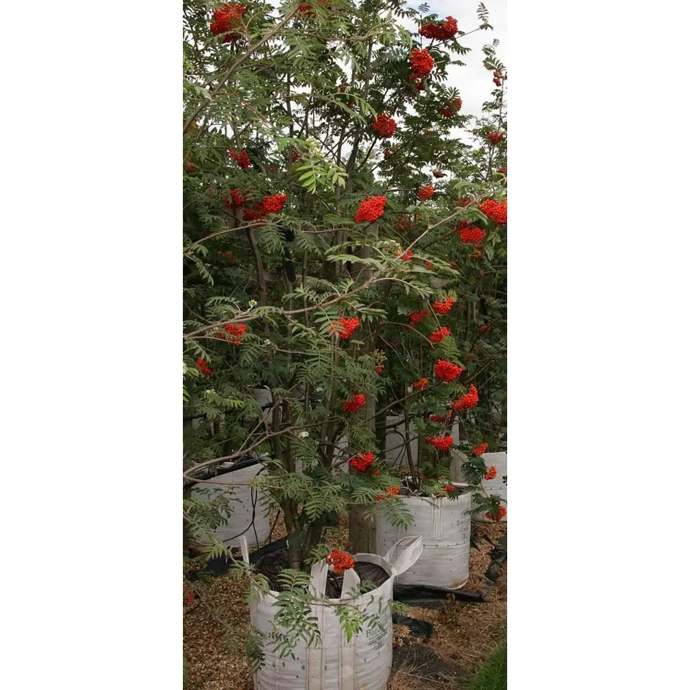 Саженец Рябина обыкновенная ø35 h350 см Поиск инвест 84815690 STLM-2128537 Santreyd 