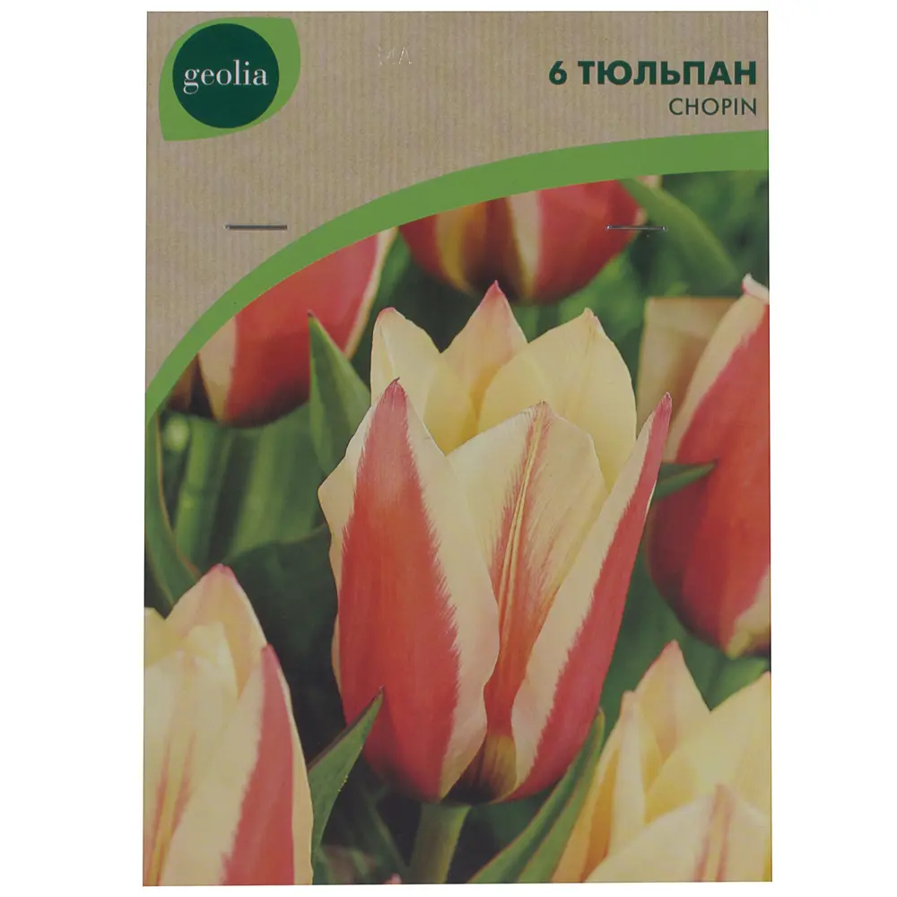 Тюльпан Chopin GEOLIA (6 шт/36) STLM-2012376 - Вид №1