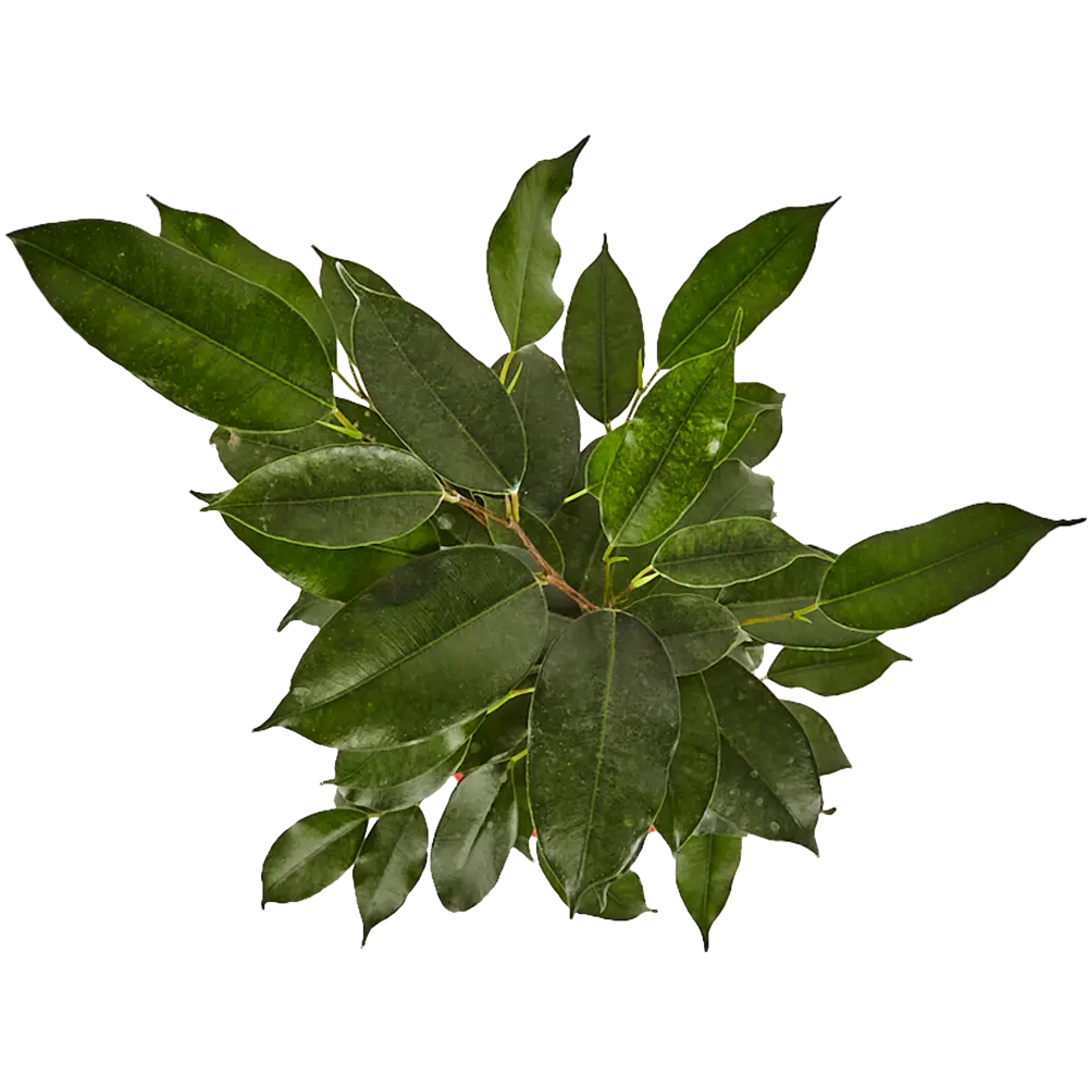 Фикус Бенджамина Даниэль от Santreyd — изящное комнатное дерево 82741527 STLM-0035255 - Вид №1