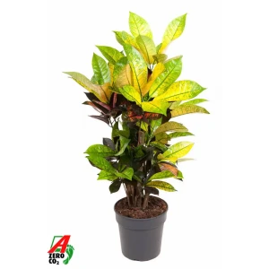 Santreyd Кротон Айстон — декоративный куст с яркой листвой 89390296