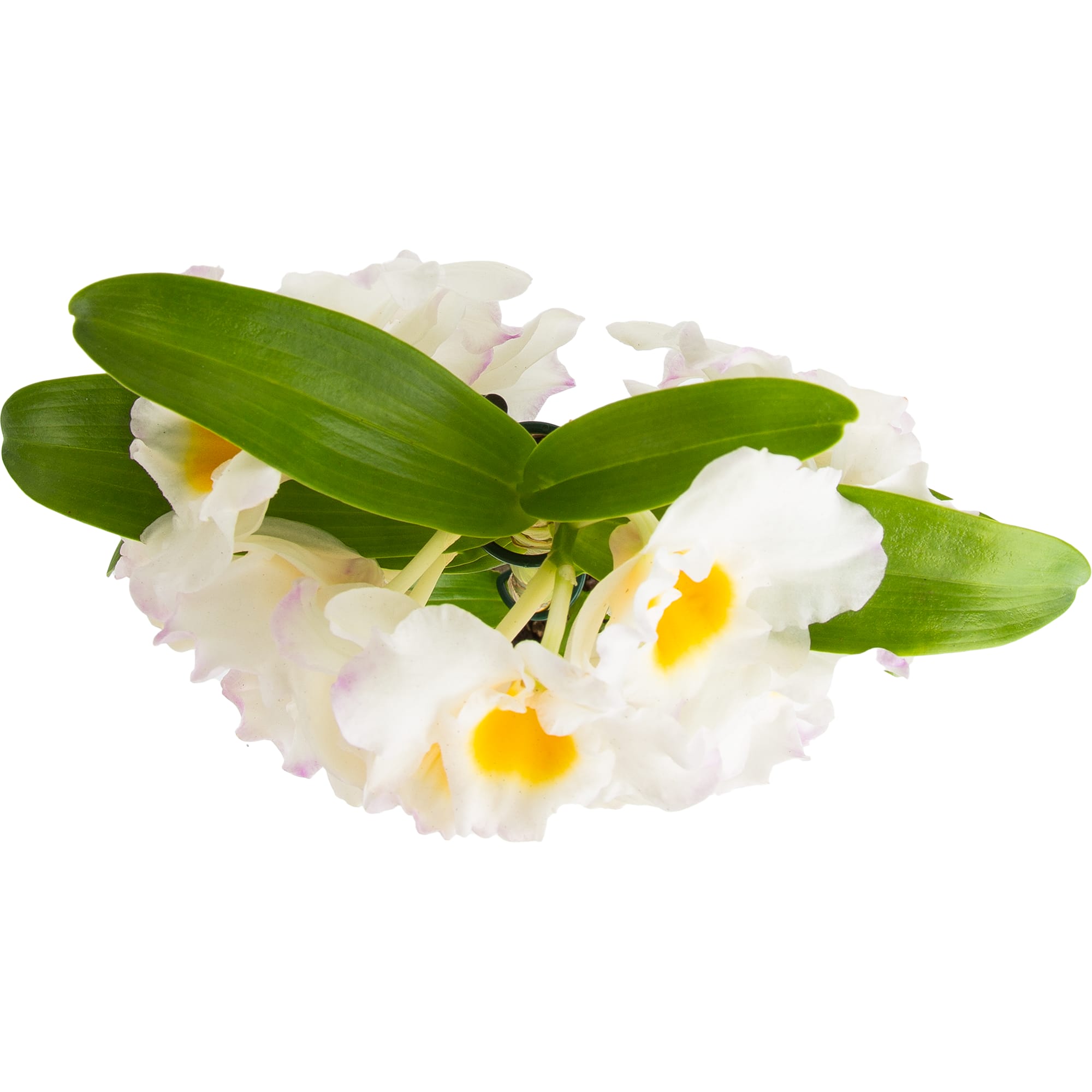 82579667 Орхидея Дендробиум Нобиле ø12 h50 см Santreyd  - Вид №1