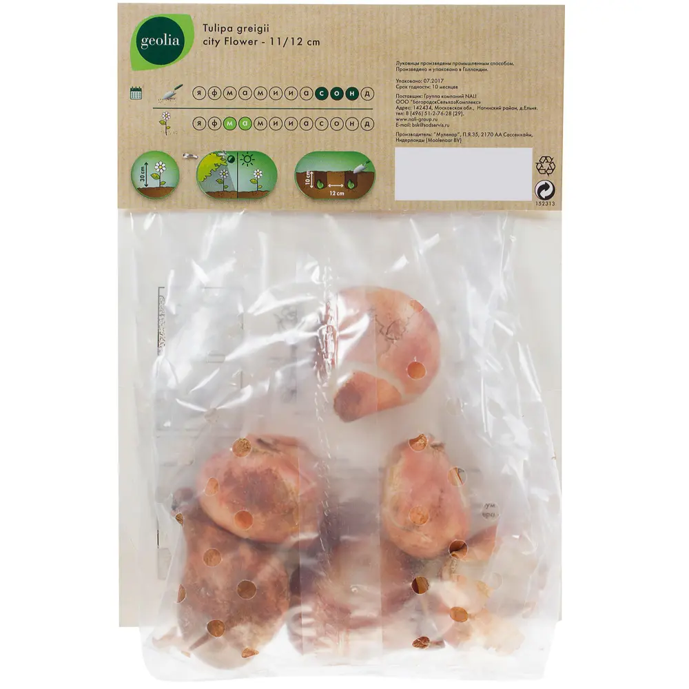 Тюльпан City Flower GEOLIA 11/12 (6/36) STLM-2022511 - Вид №2
