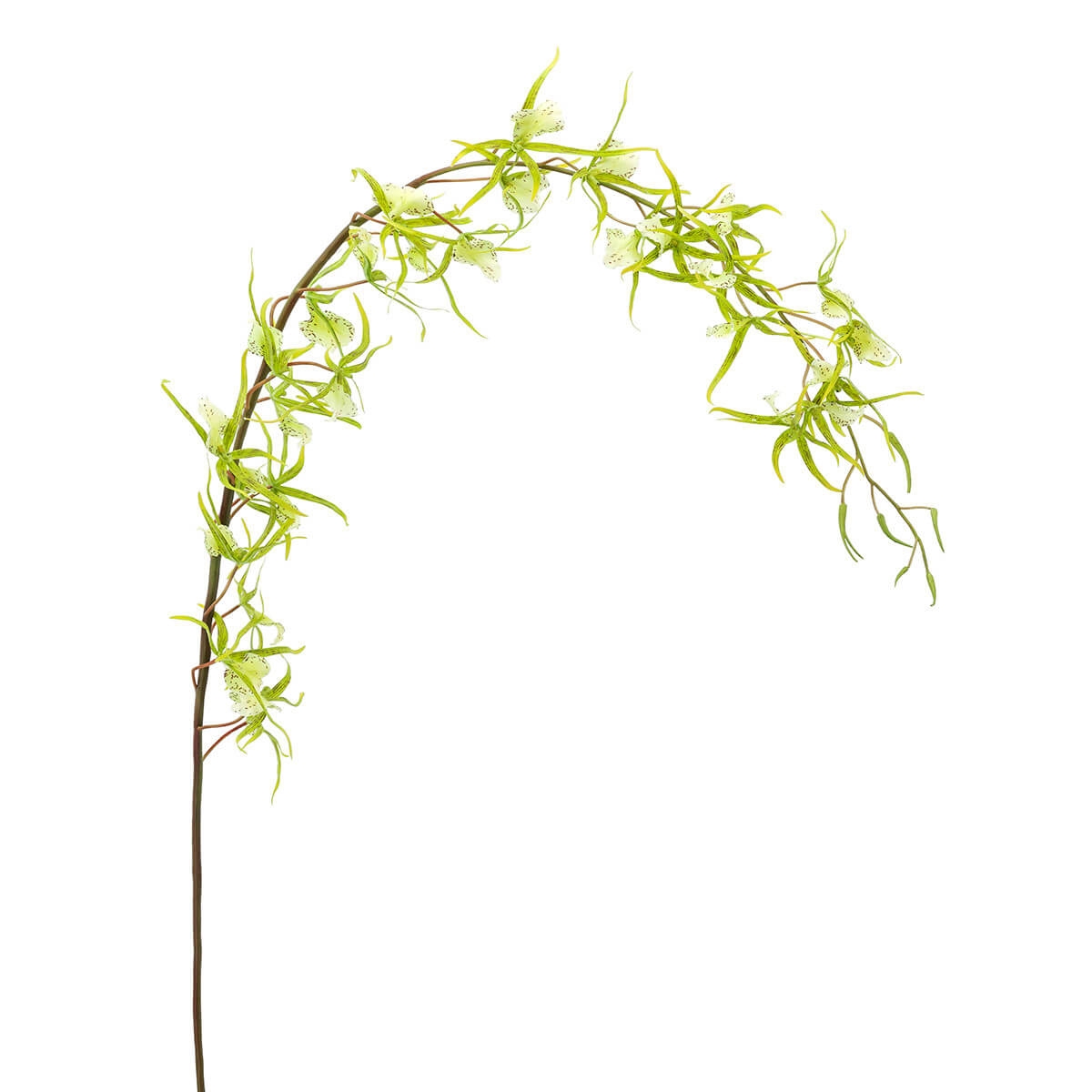 210026-70 ABHIKA ОРХИДЕЯ ПАУК GREEN 