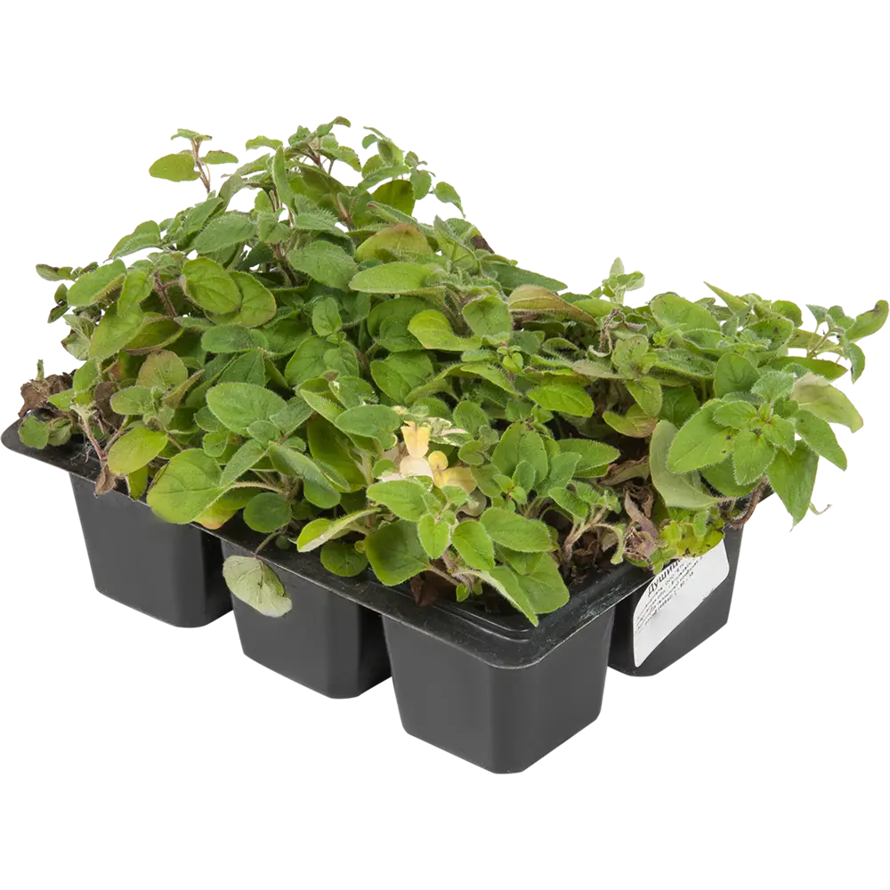 Душица в кассете, 6 шт Santreyd STLM-2039140 - Вид №1