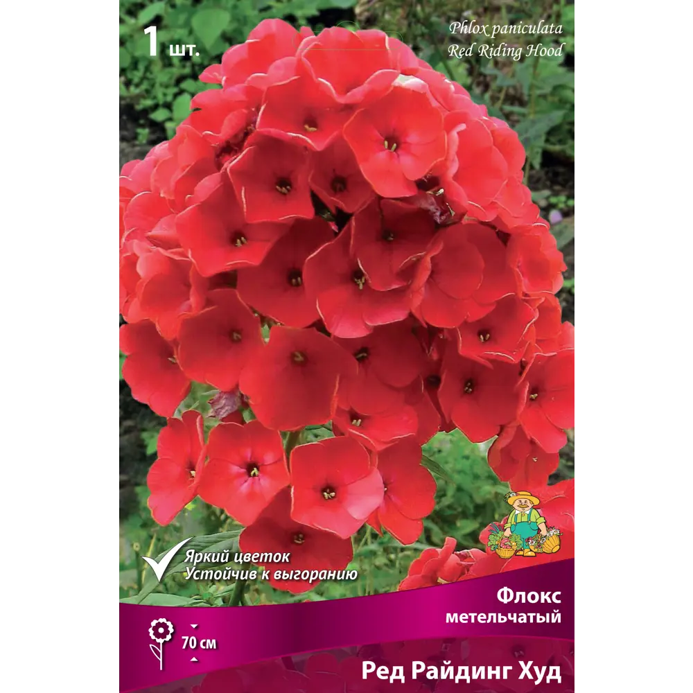 Флокс метельчатый «Ред Райдинг Худ», 1 шт. 82118753 STLM-2061302 Santreyd 