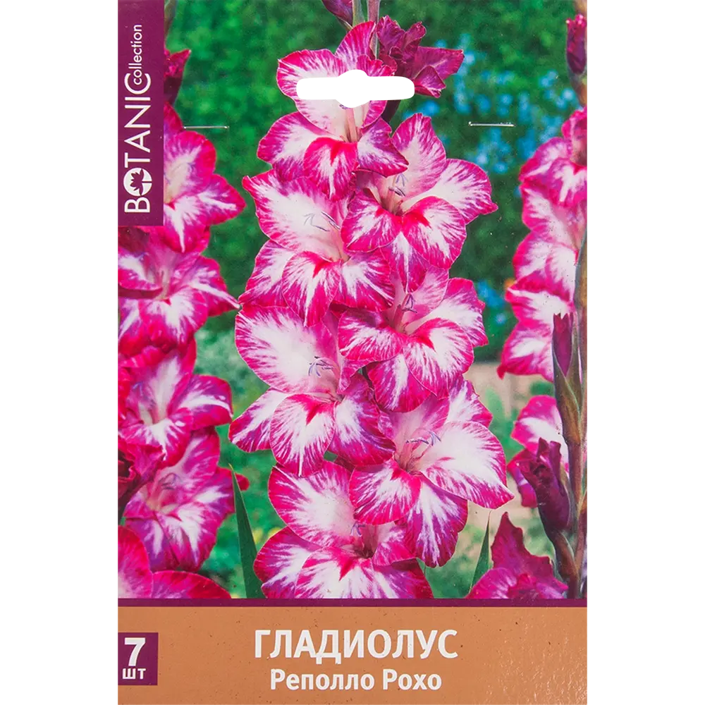 Гладиолус крупноцветковый «Реполло Рохо» 82539343 STLM-2029316 Santreyd 
