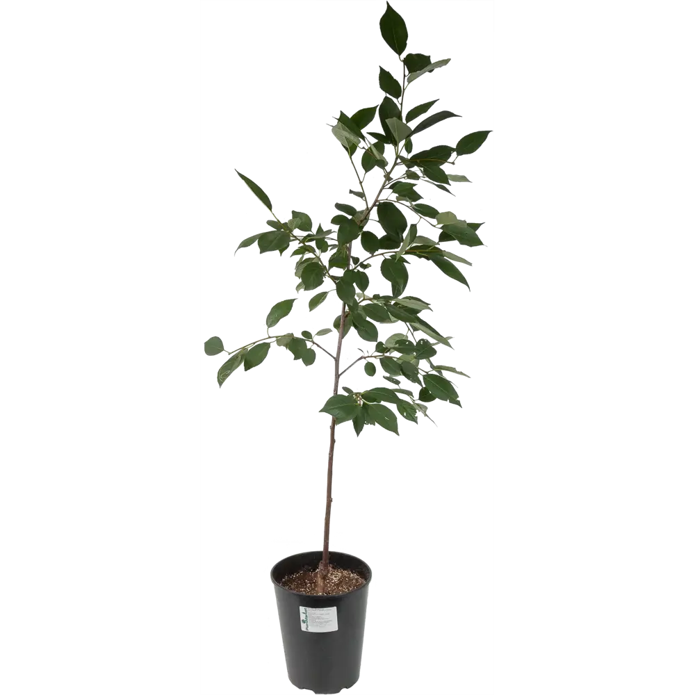 Вишня «Харитоновская» 2 года 24x80 см PLANTMARKET STLM-2197895