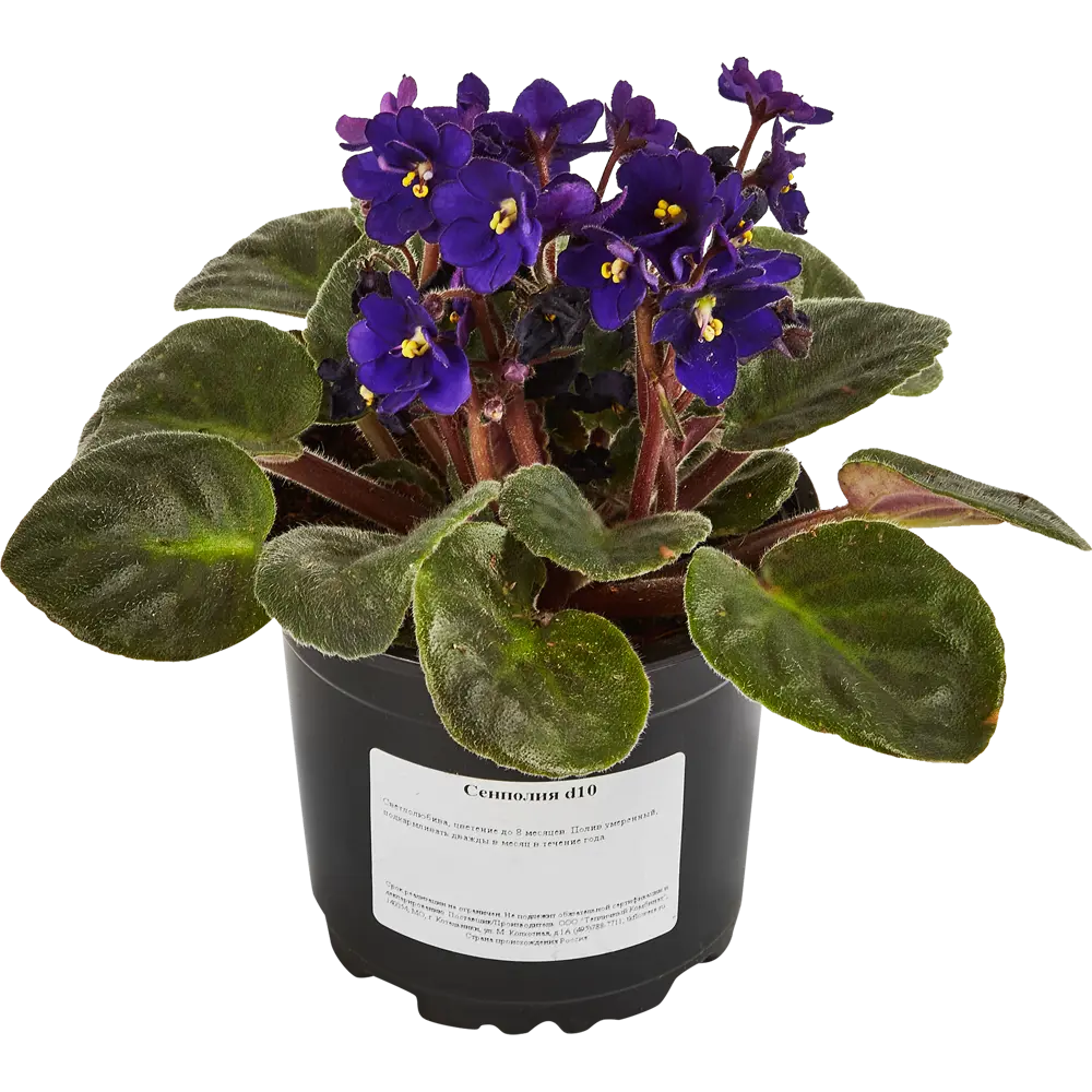 Santreyd Сенполия - цветущее комнатное растение с бархатными листьями 88876072 STLM-0815208 - Вид №1