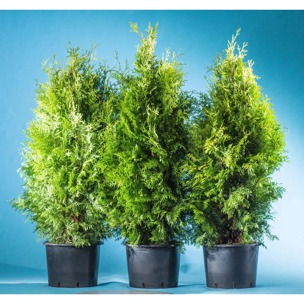 Туя западная «Брабант» 40x140-160 см 82625361 STLM-2047695 Santreyd 