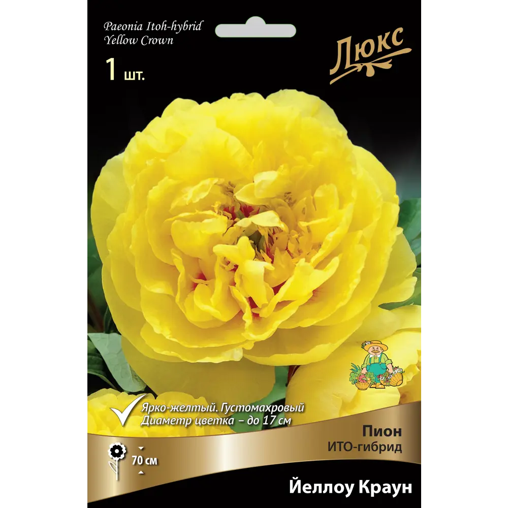 Пион ито-гибрид «Йеллоу Краун» разбор 2-3 82661867 STLM-2054504 Santreyd 