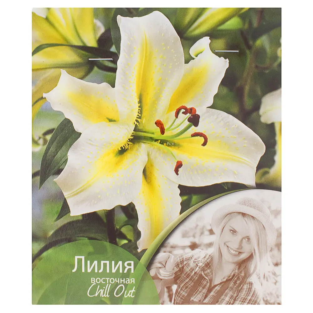 Лилия восточная «Чилл Аут» Santreyd STLM-2133896