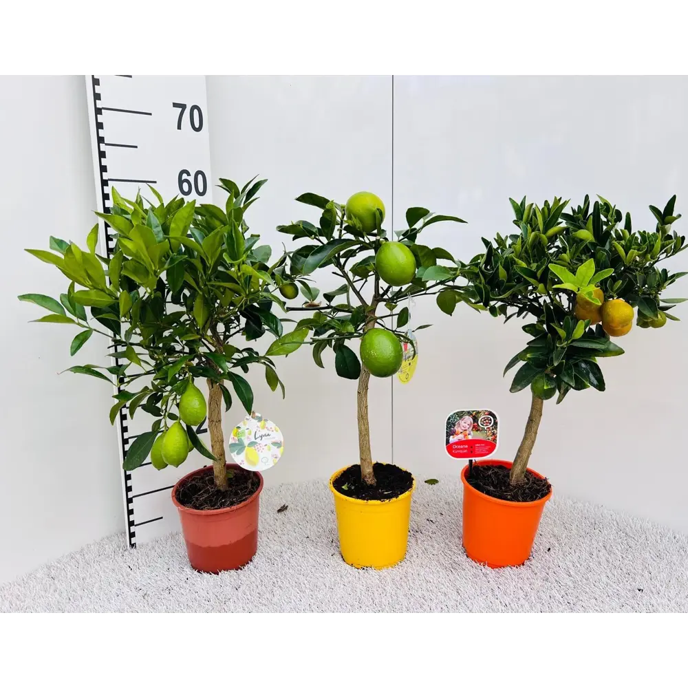 Цитрус Цитрина микс ø15 h55 см Santreyd STLM-2171718