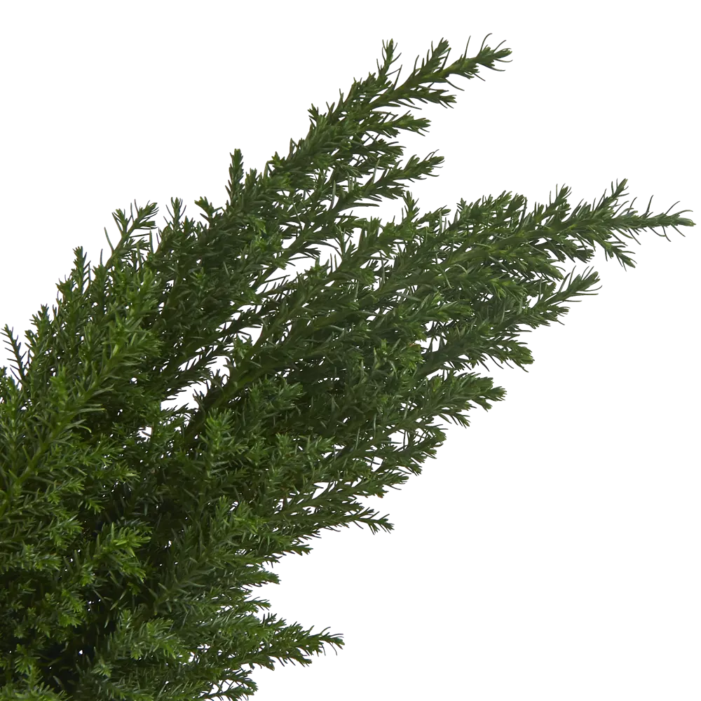 Кипарисовик Элвуди 9x35 см Santreyd STLM-2136955 - Вид №1