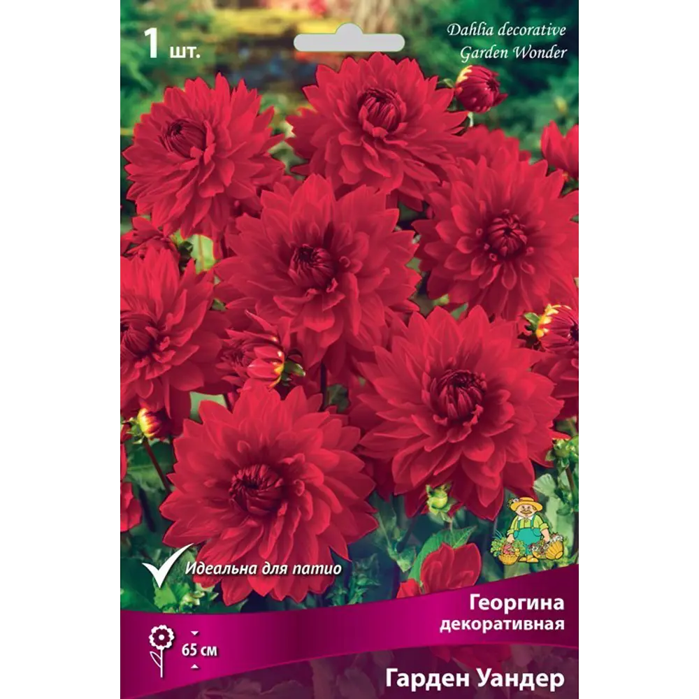 Георгина декоративная Гарден Уандер луковица I 83593760 STLM-2104707 Santreyd 