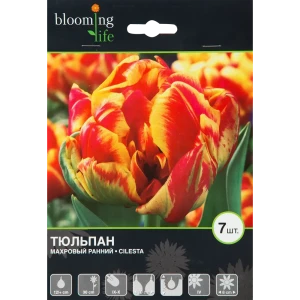 Тюльпан Силеста 12/plus, 7 шт. 11954408 STLM-2135901