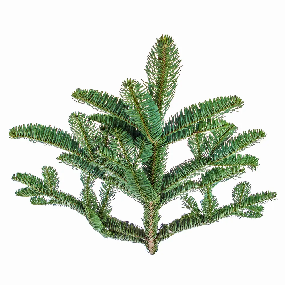 Лапник из Нобилис, 1 ветка, 60-90 см Santreyd STLM-2200544