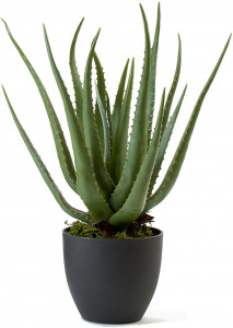 2000983181336 Алоэ в горшке 57 см Cosmo red