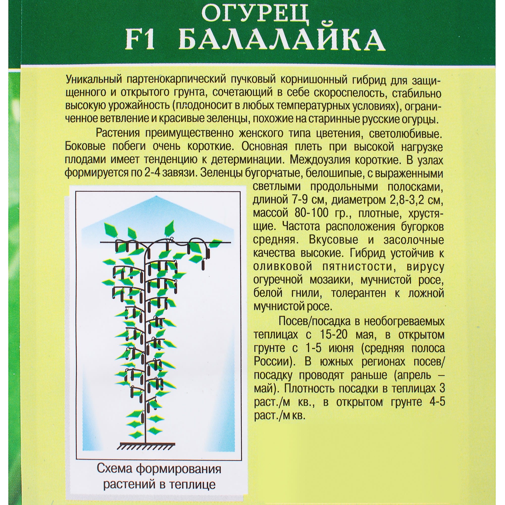 81932511 Семена Огурец «Балалайка» F1 Santreyd  - Вид №2