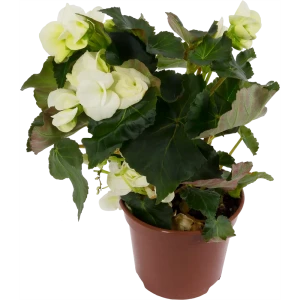 Бегония Элатиор Santreyd — вечное цветение в вашем доме 12510729