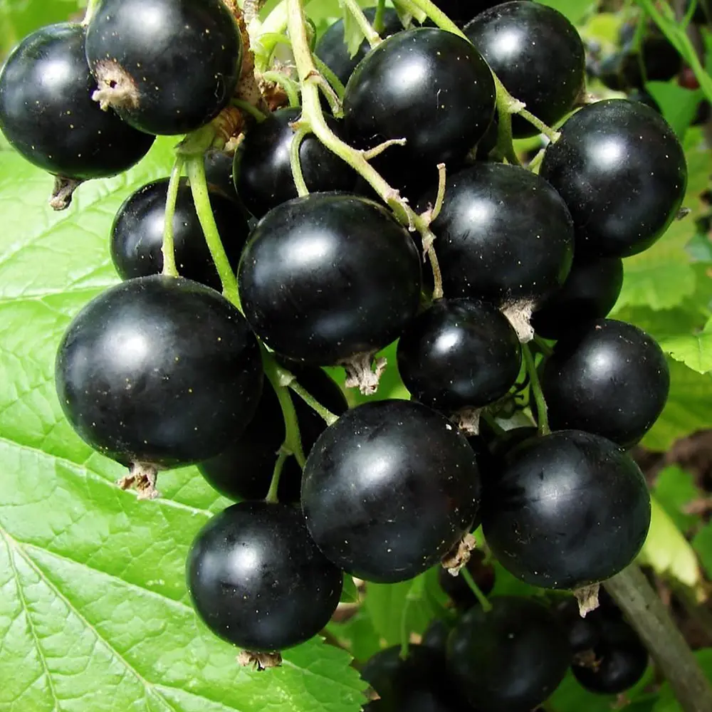 Смородина черная Нежданчик ø16 h40 см Santreyd STLM-2181844