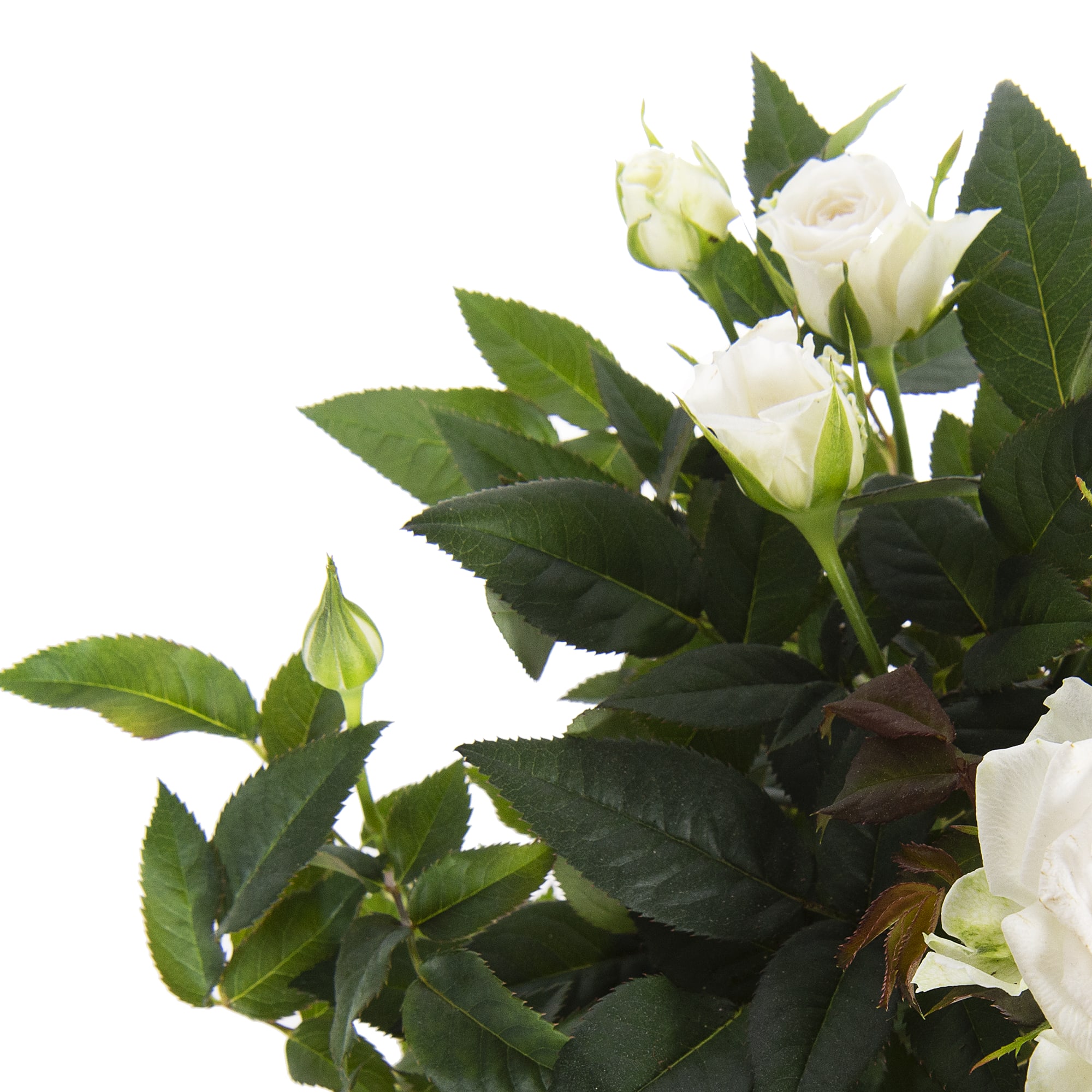 82046457 Роза «Бау Монде» микс Santreyd  - Вид №2