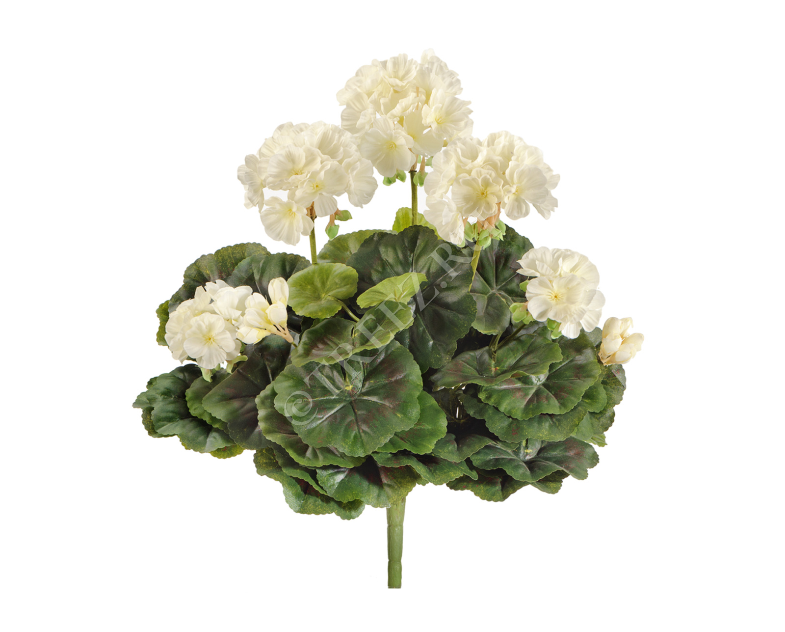 20.1089CR Герань кремовая цветущий куст Цветочная коллекция 
