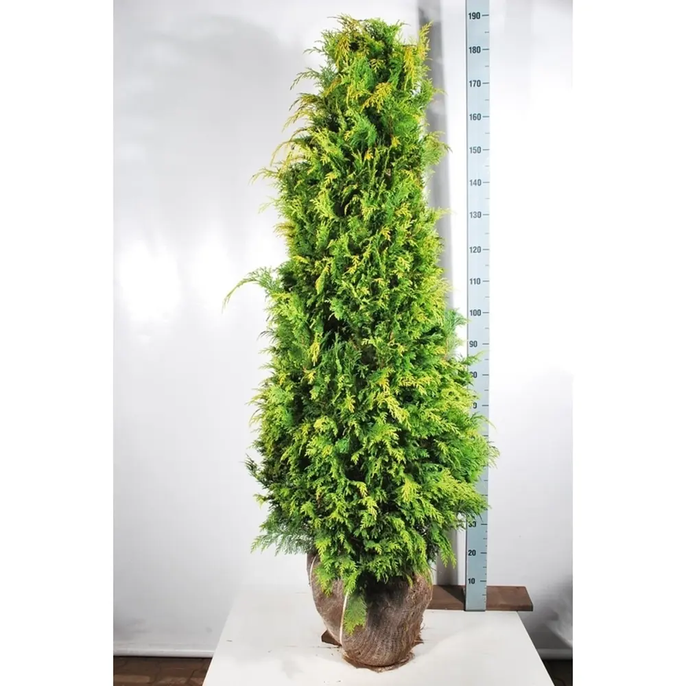 Кипарисовик Стардаст, D9, H25 Santreyd STLM-2161524