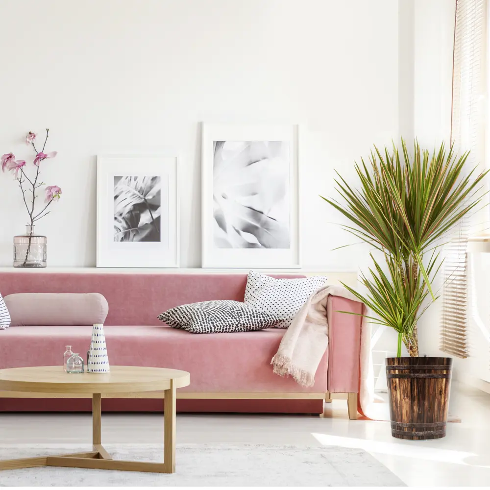 Santreyd Драцена Маргината Тоэф - изящное комнатное дерево 15745347 STLM-0006288 - Вид №7