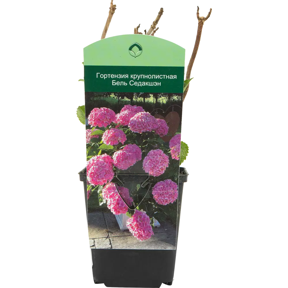 Гортензия крупнолистная «Бель Седакшэн» 9x20 см 82601824 STLM-2110782 Santreyd 