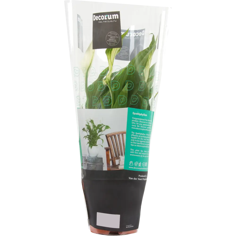Спатифиллум Чопин Santreyd — элегантное тропическое растение с белоснежными цветами 14032601 STLM-0004212 - Вид №2