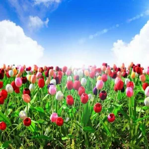 WP02530 Фотообои Verol Фотообои decoline 1х1 м