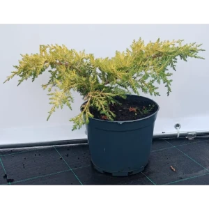 Можжевельник Пфицериана Аурея ø19 см h40-60 см 85088131 STLM-2064612