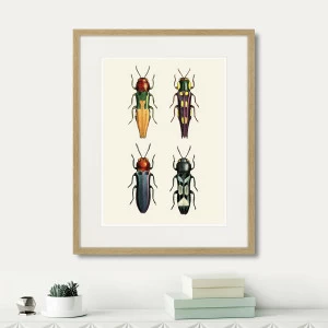 Литография на тонированной бумаге 52х42 см Assorted Beetles №5, 1735г. КАРТИНЫ В КВАРТИРУ  264417 Белый;коричневый;разноцветный