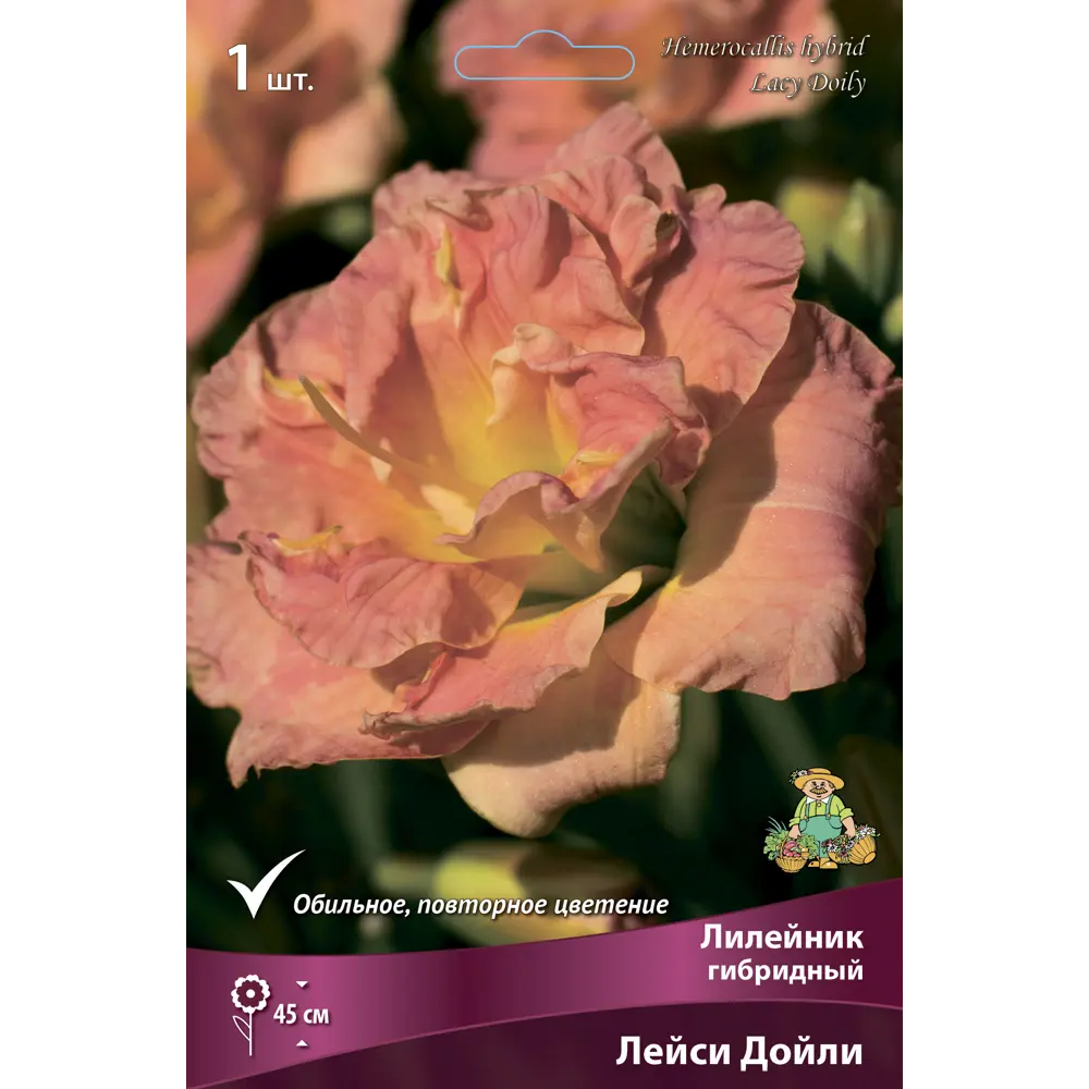 Лилейник гибридный Лейси Дойли 85205701 STLM-2062752 ПОИСК 